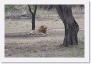 14SerengetiDayGameDrive - 155 * While we were watching the birds and hippos, Pat looked left and noticed this male African Lion waking from a nap.